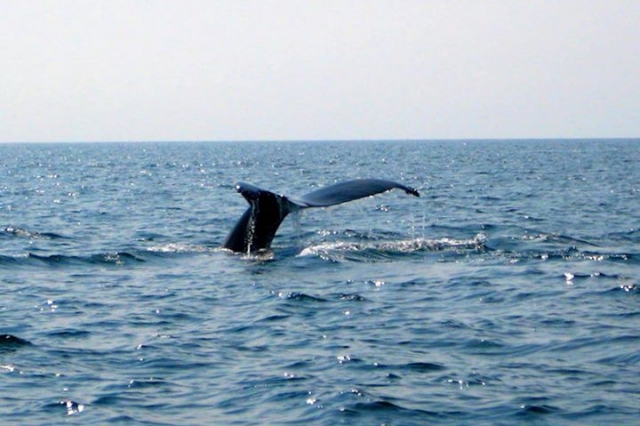  osservazione delle balene 